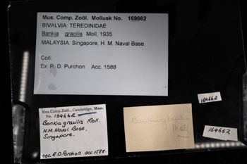 Media type: image;   Malacology 169662 Description: Digital documentation photo of preserved specimen.;